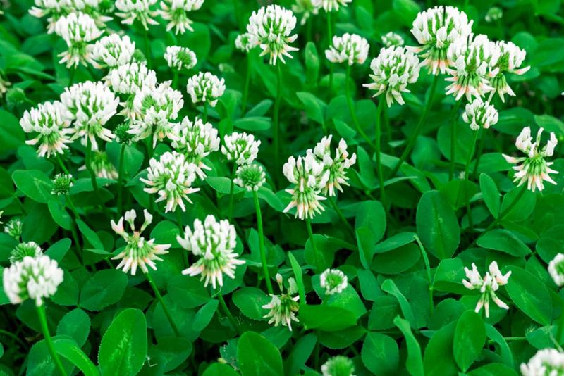 White Clover Is the Likely Lawn Swap