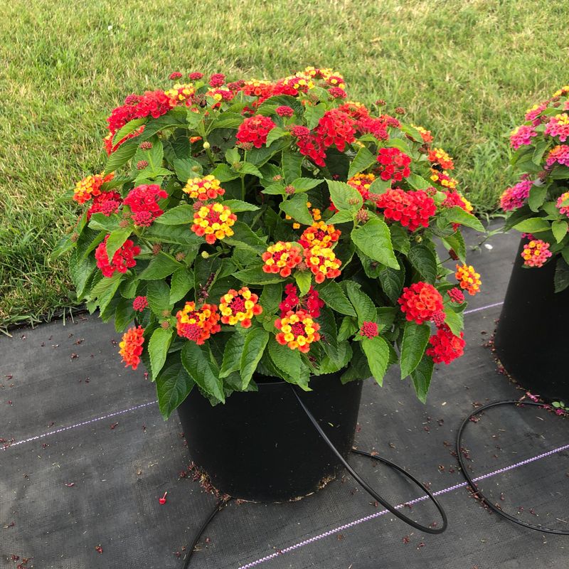 The Best Match Is Sterile Lantana