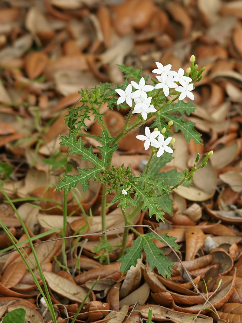 The Harmless-Looking Plant Is Tread-Softly