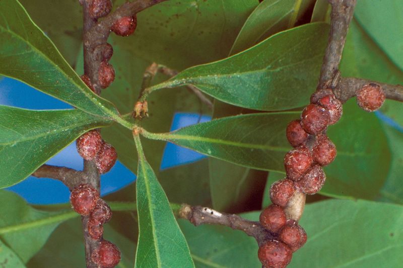 Kermes Oak Scales Can Hide on North Carolina Oaks