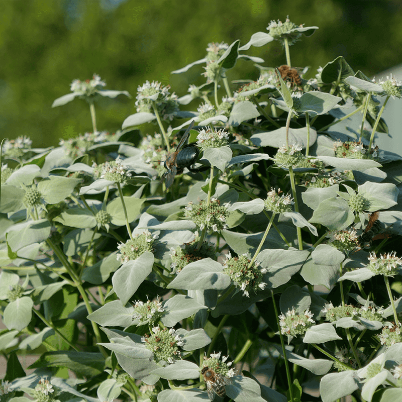 Meet Pennsylvania’s Clustered Mountain Mint