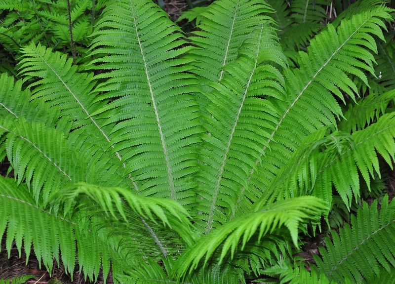 Ostrich Fern Fits One Kind of Hosta Problem