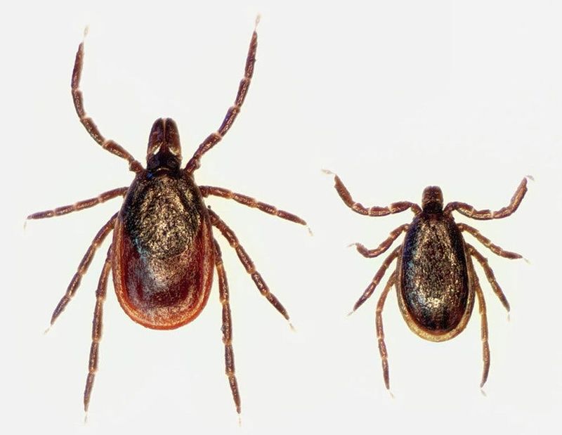 The Blacklegged Tick Stays Active Into Fall