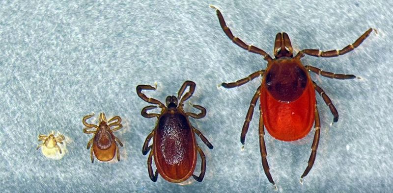The Blacklegged Tick Has A Different Powassan Clock
