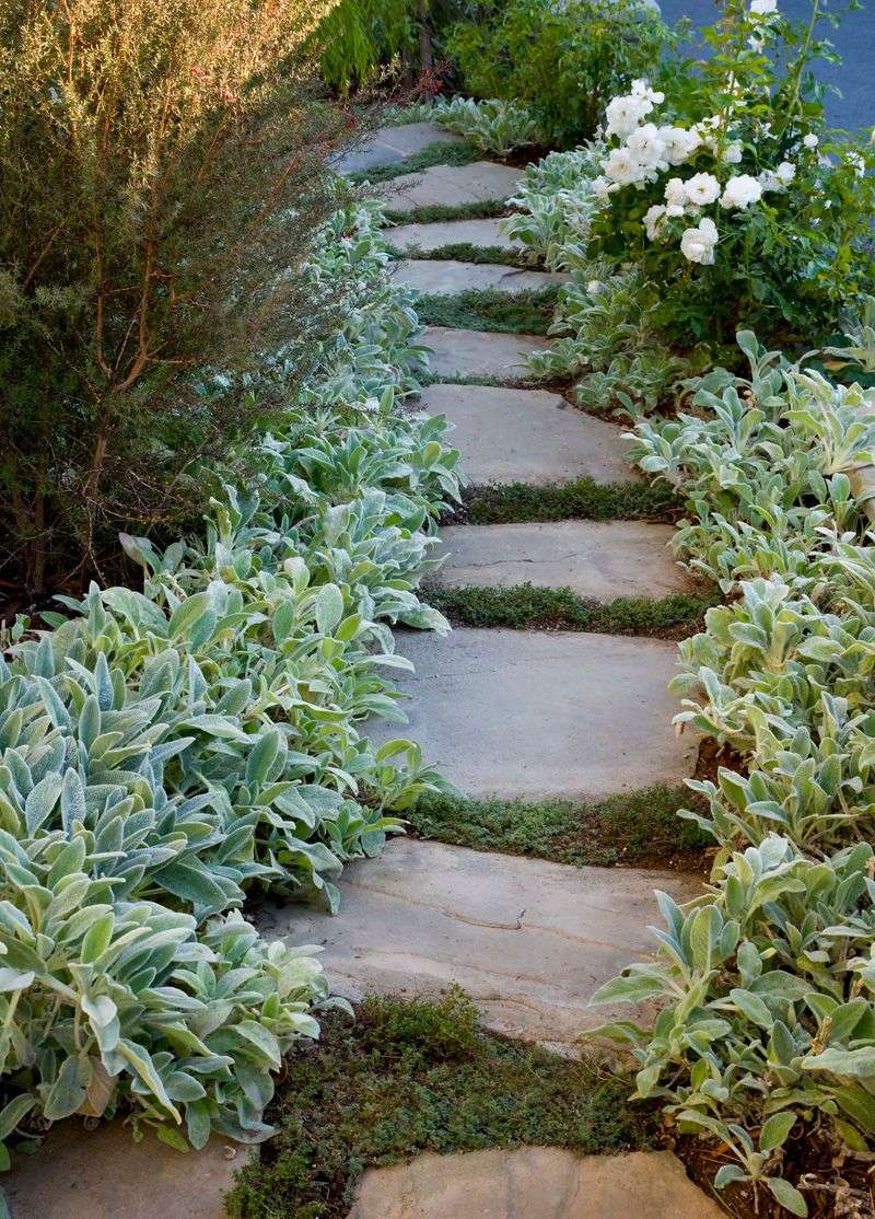 Lamb’s Ear Is The Soft Deer-Resistant Plant
