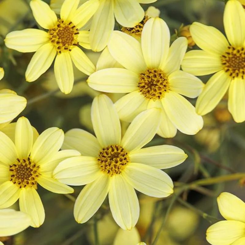 Simple Care Keeps The Blooms Coming For Months