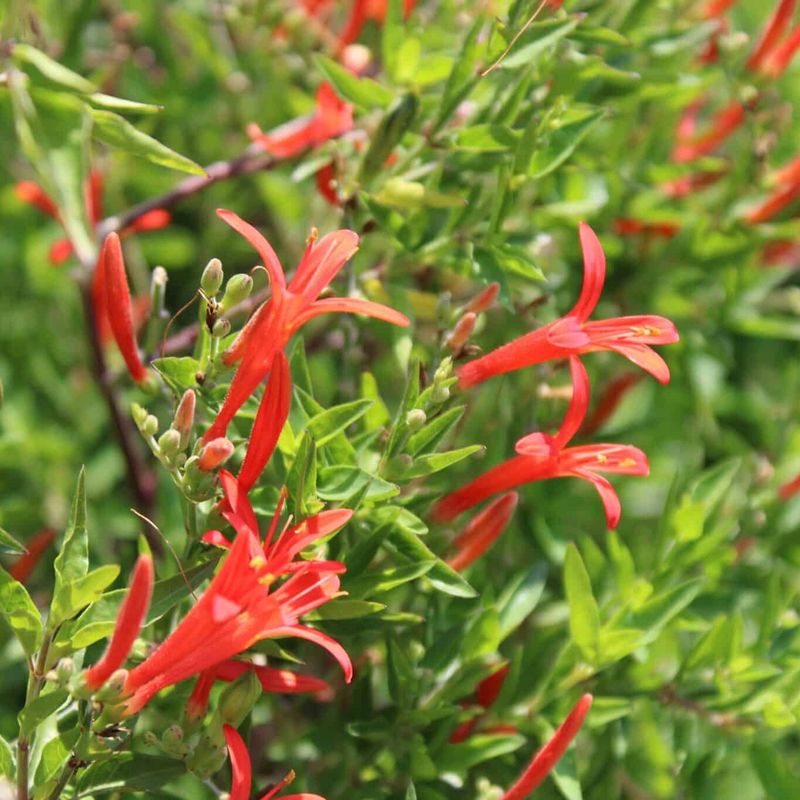 Meet The Summer-to-Fall Flame Acanthus