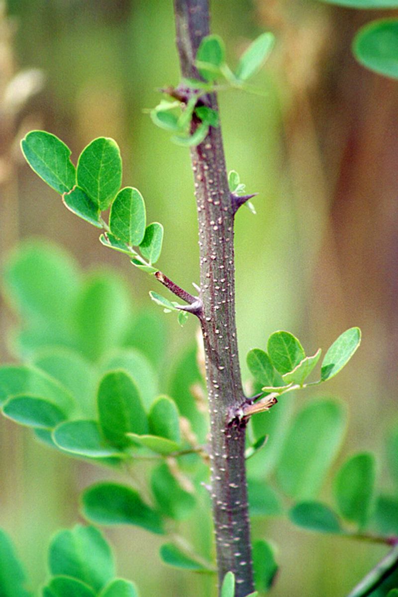 The Fence-Line Tree Is Black Locust