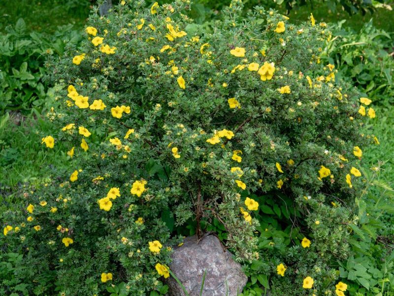 The Shrub Behind the Long Bloom