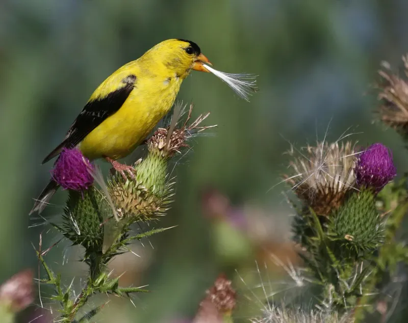 Leave A Defined Patch, Not Every Thistle