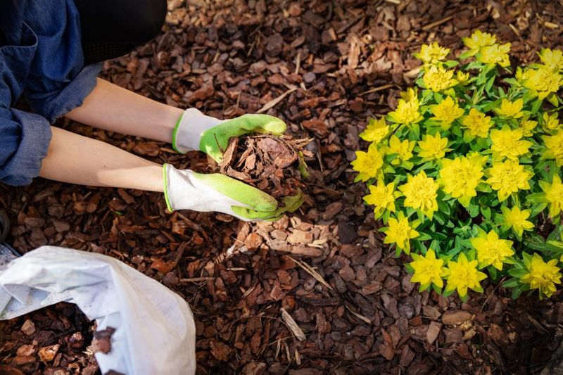 Overgrown Mulch Beds That Trap The Damp