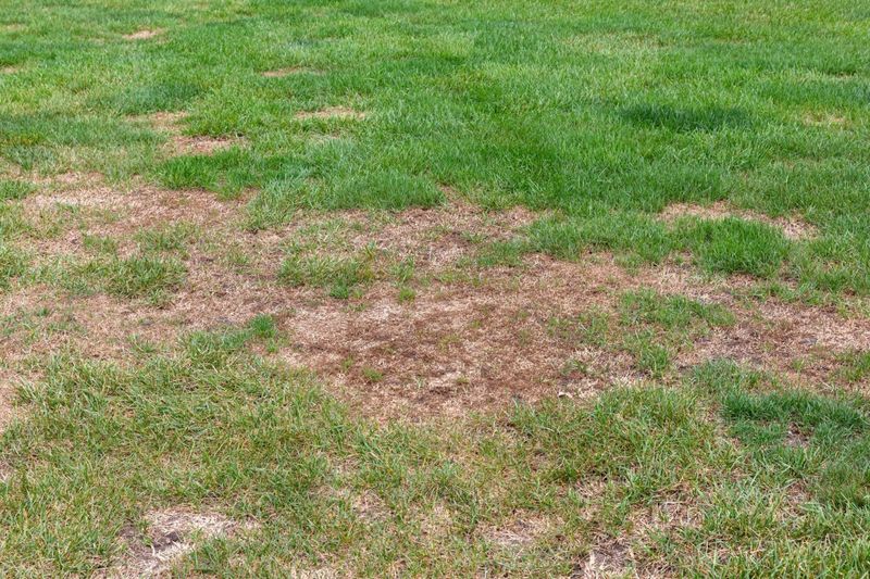 What Is Really Turning The Grass Brown?