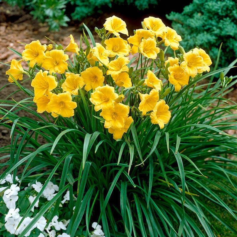 Daylilies Bounce Back From Anything