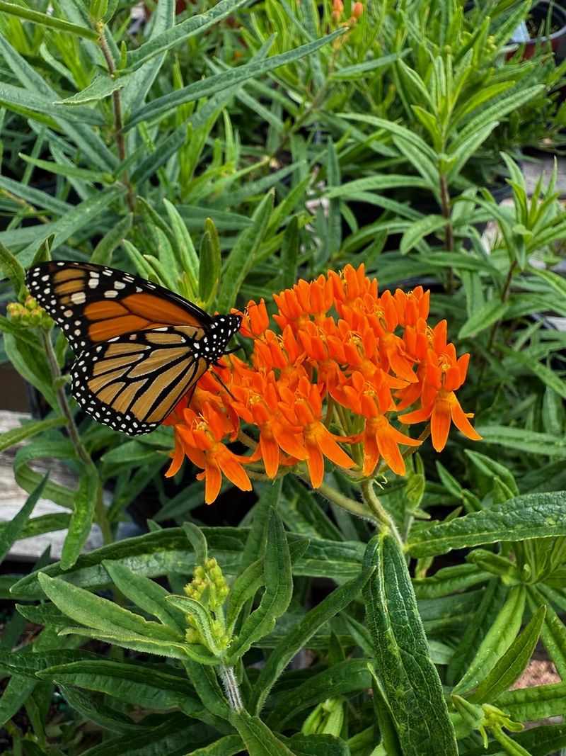 One Caterpillar Helps, but Habitat Does More