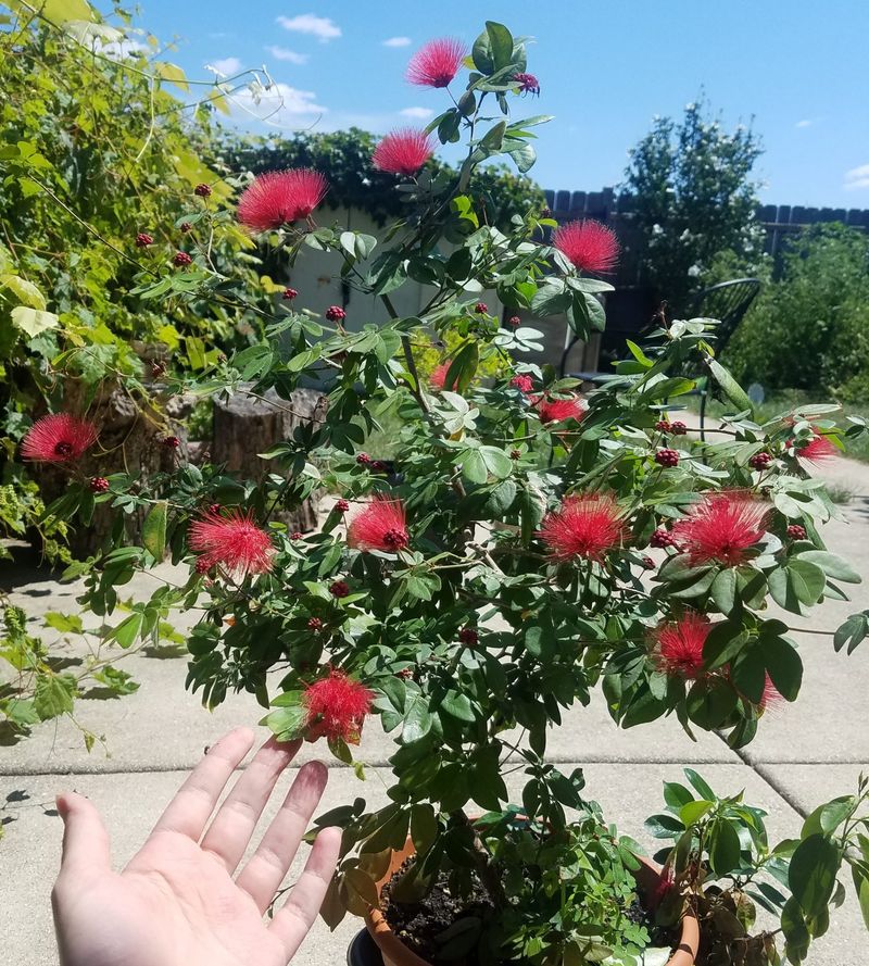 Dwarf Powderpuff Explodes With Year-Round Puffs Of Color