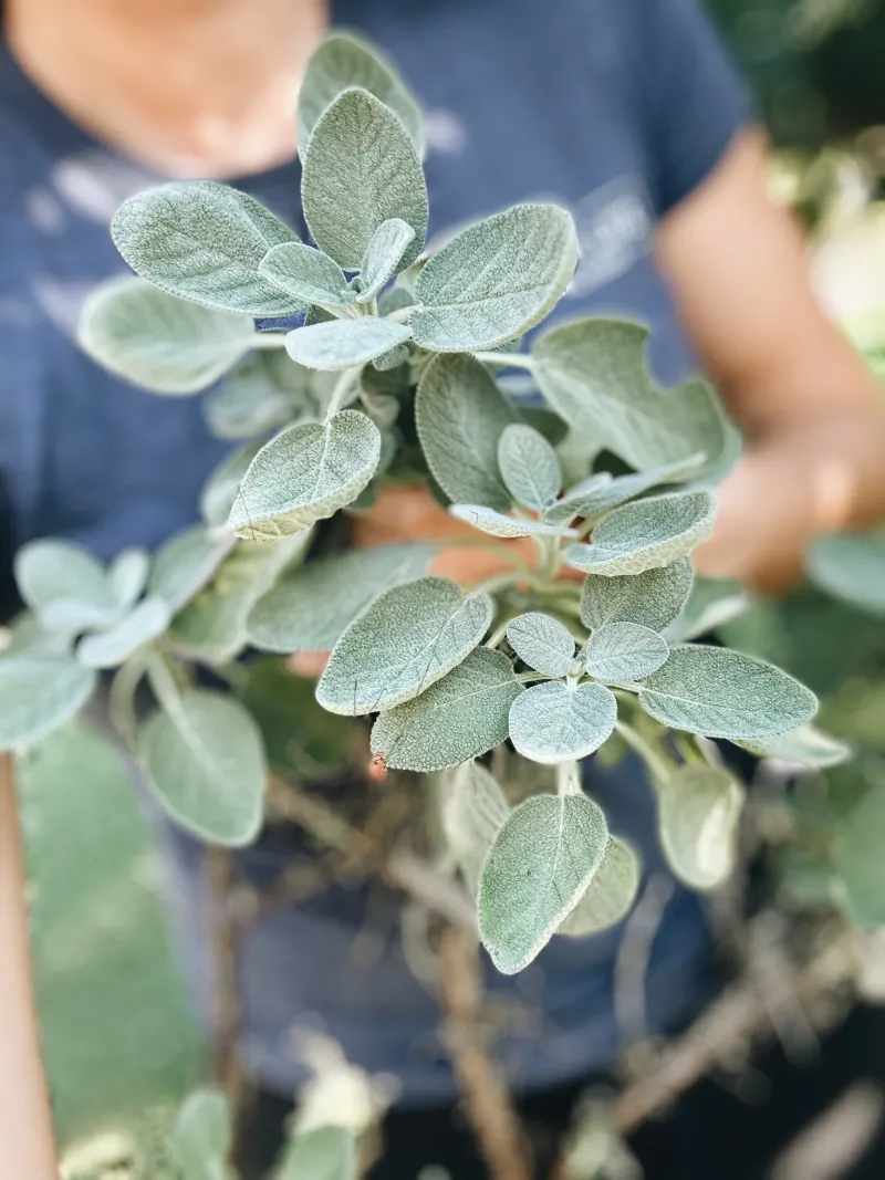 Sage Offers Earthy Warmth For Fall Cooking