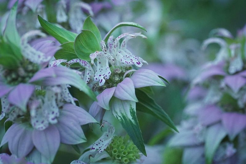 Spotted Bee Balm Offers Unique Beauty And Pollinator Power