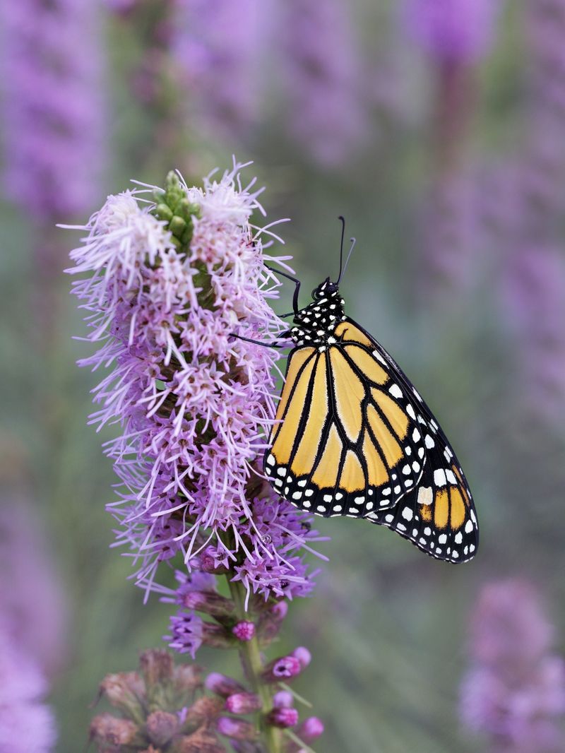 Blazing Star