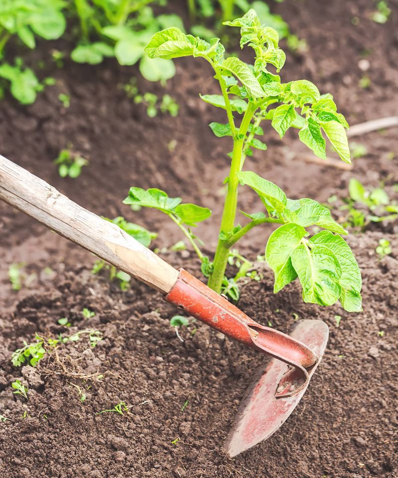 Cover the Tubers, Not the Whole Plant