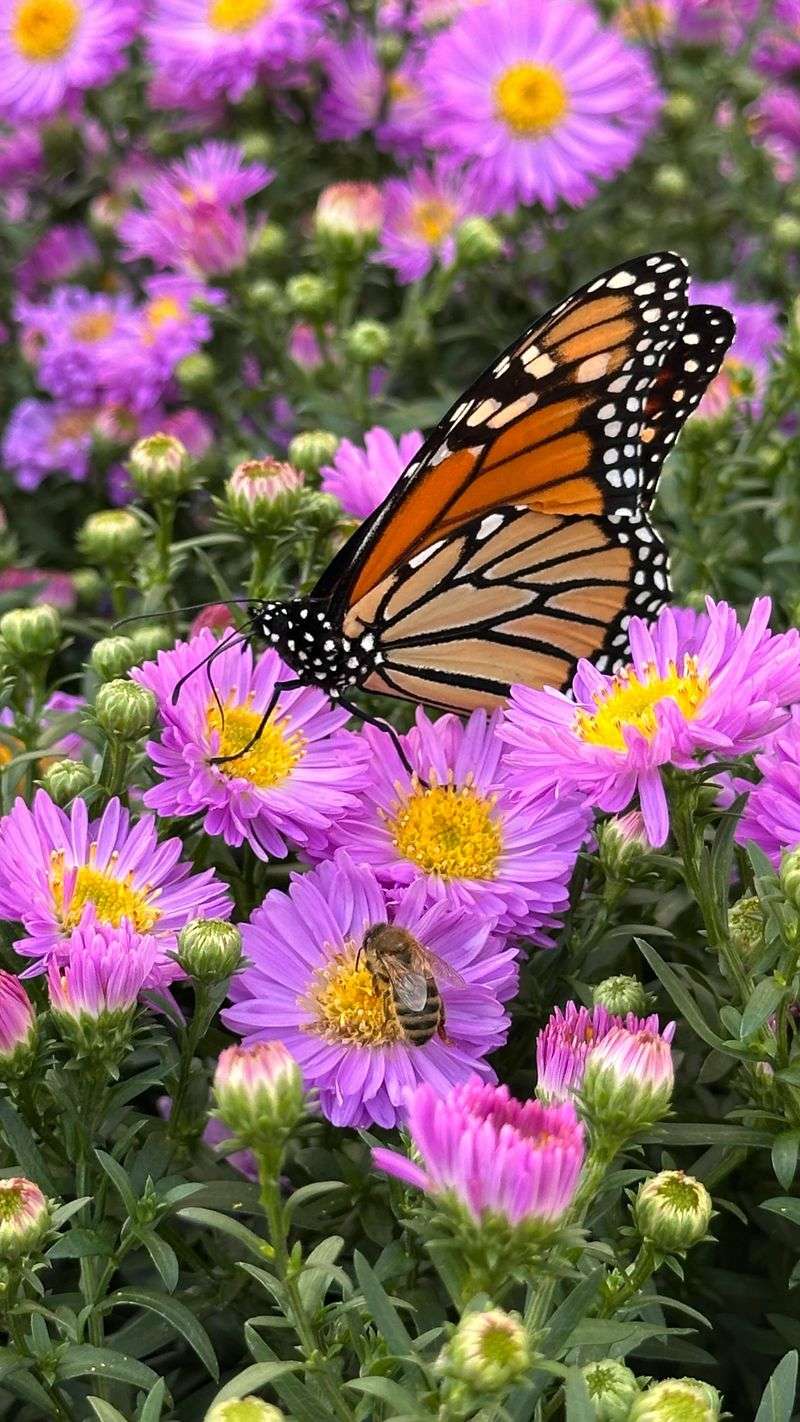 A Feast For Pollinators, A Foe For Deer
