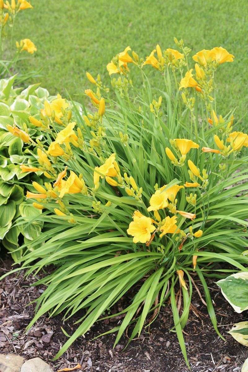 Lifting The Clump Without Wrecking The Roots