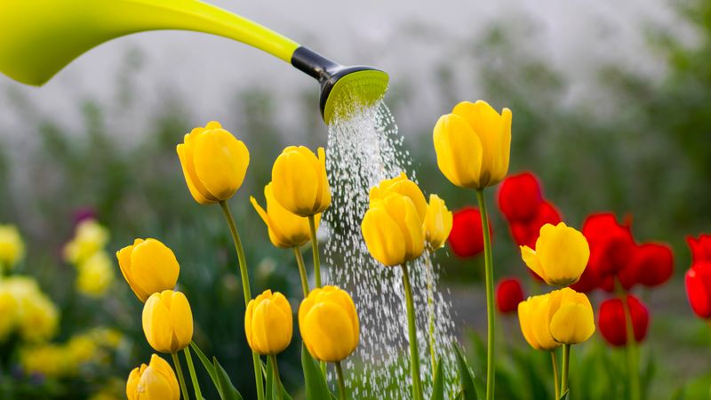 Watering Needs Change With The Seasons