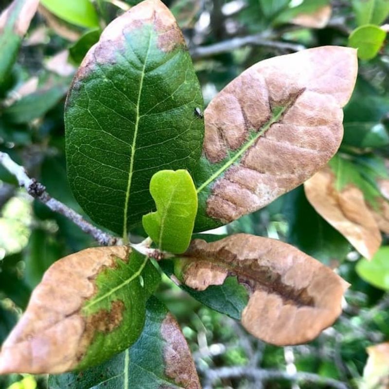 Browning Alone Does Not Confirm Oak Wilt