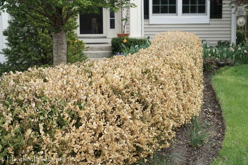 Winters Are Taking A Heavy Toll On Broadleaf Evergreens