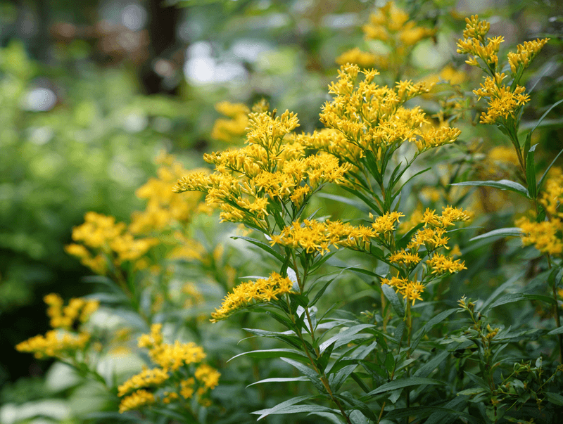 Goldenrod And Coneflowers Build The Buffet