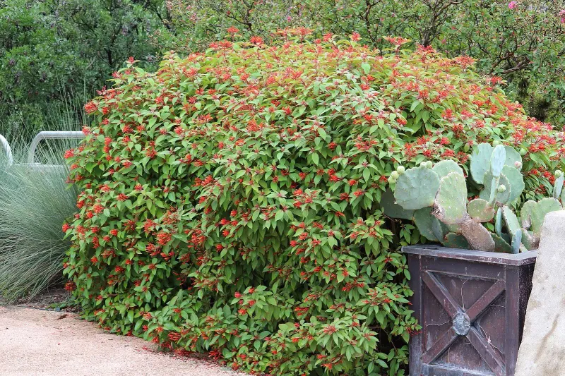 Firebush Brings Bold, Hummingbird-Friendly Hues