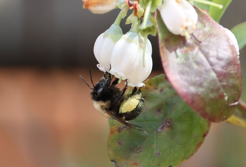 Blueberries Use More Than One Kind of Bee