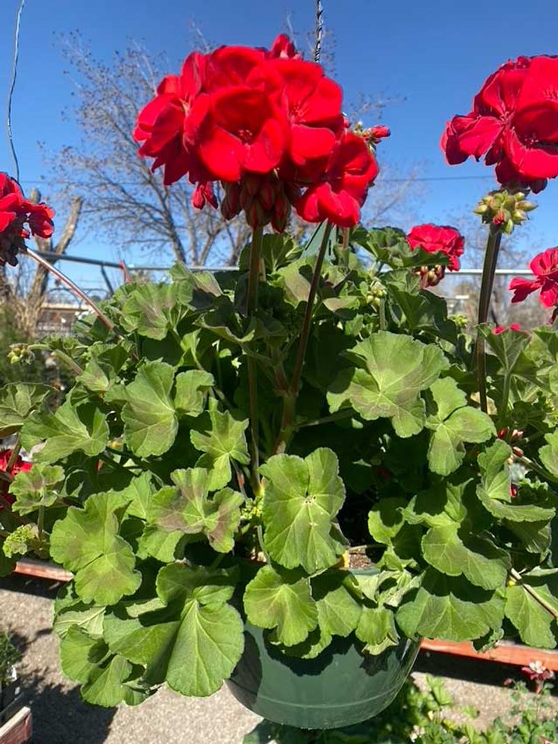 Give Your Geraniums a Full Day of Sun, But Mind the Heat