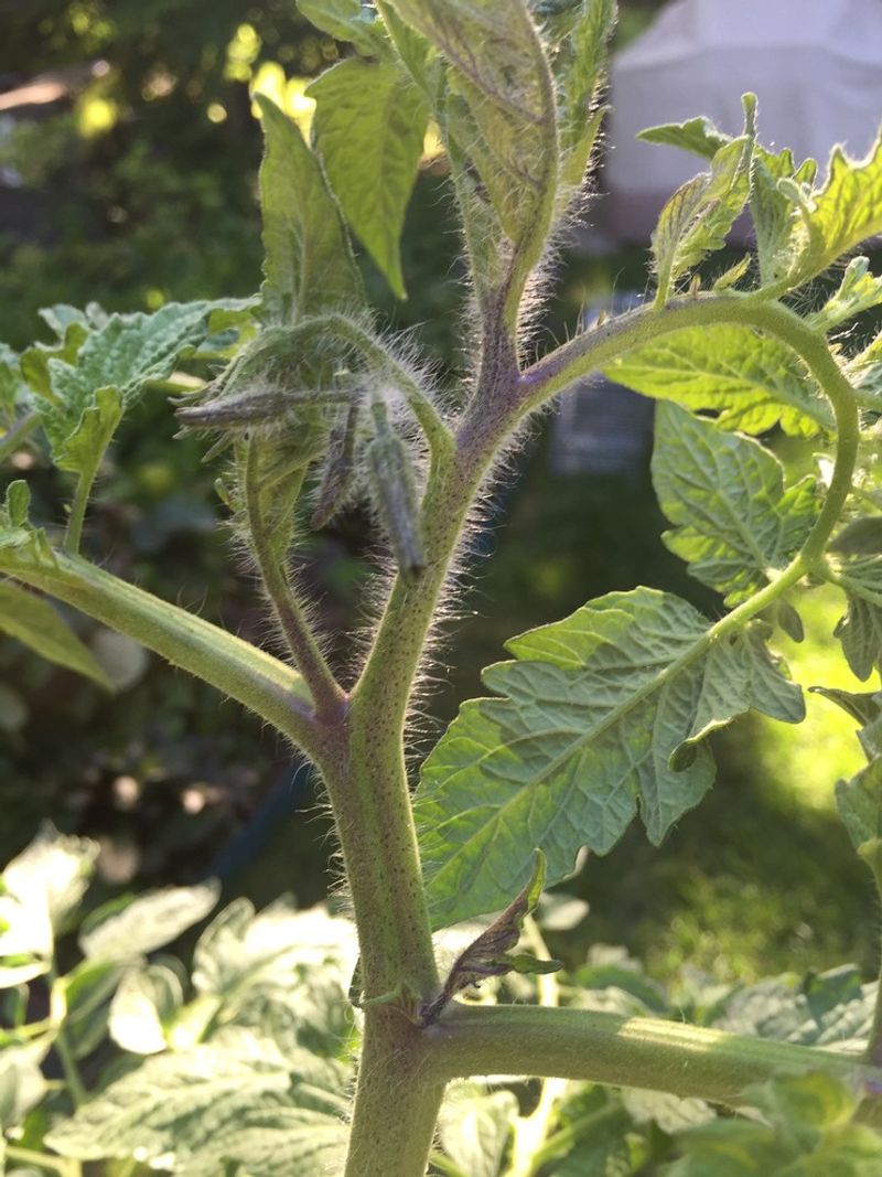 Low Phosphorus Quietly Hides Your Blossoms