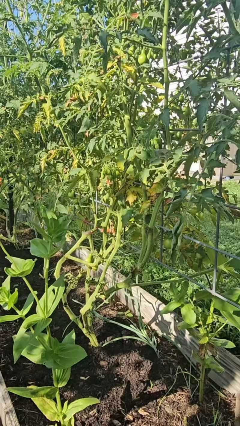 Keep Enough Leaf Cover for Ripening Fruit