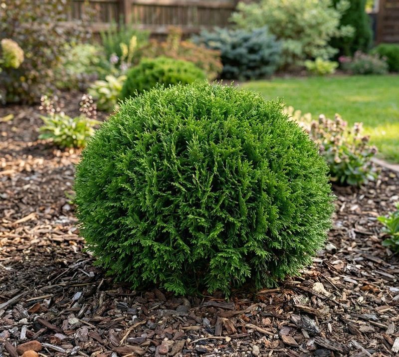 Arborvitae Varieties Provide Hardy Evergreen Structure