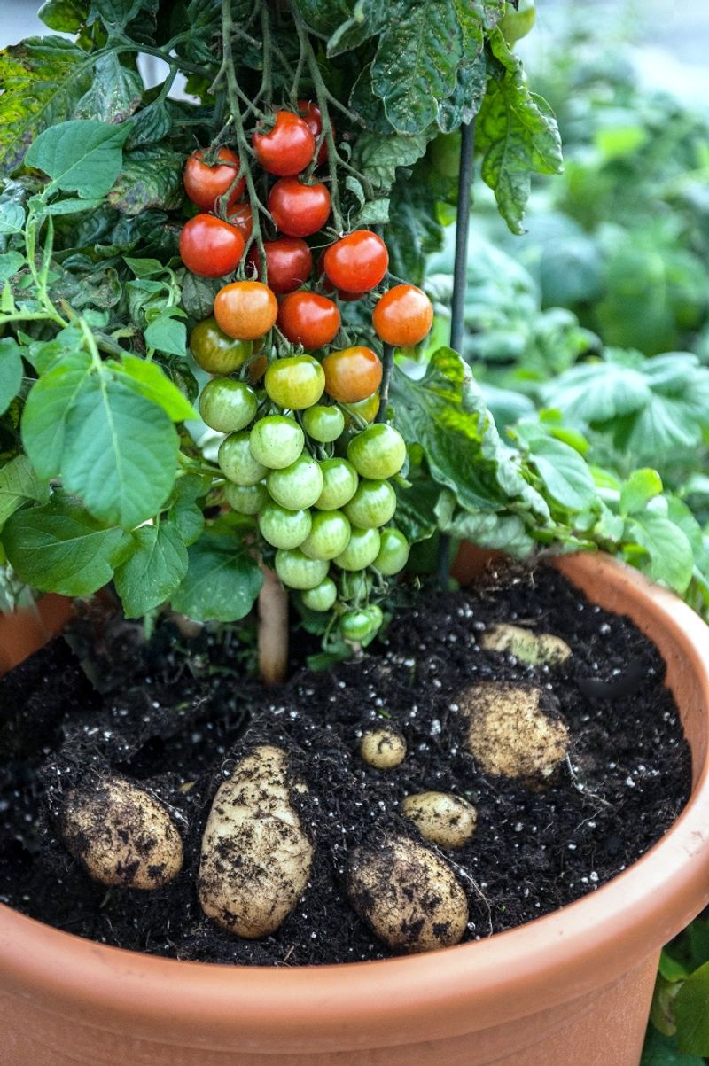 Keep the Union Above Soil and Give Tubers Room