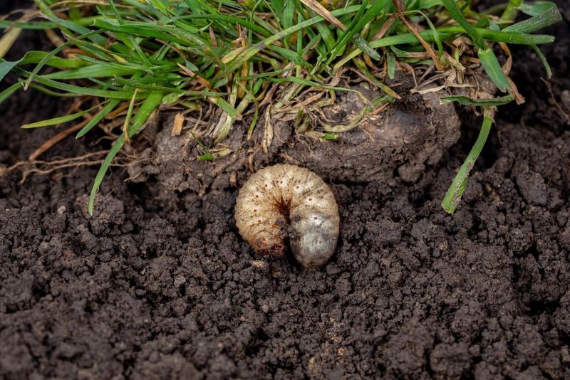 Dig and Count Before You Treat