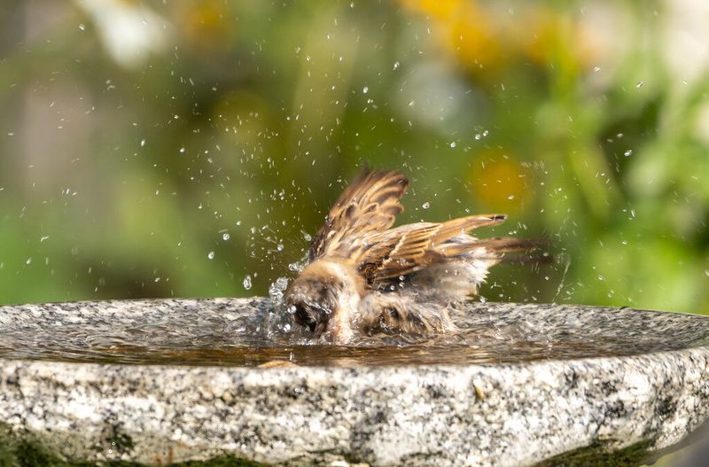 Add Clean Water And Protect The Insect Supply