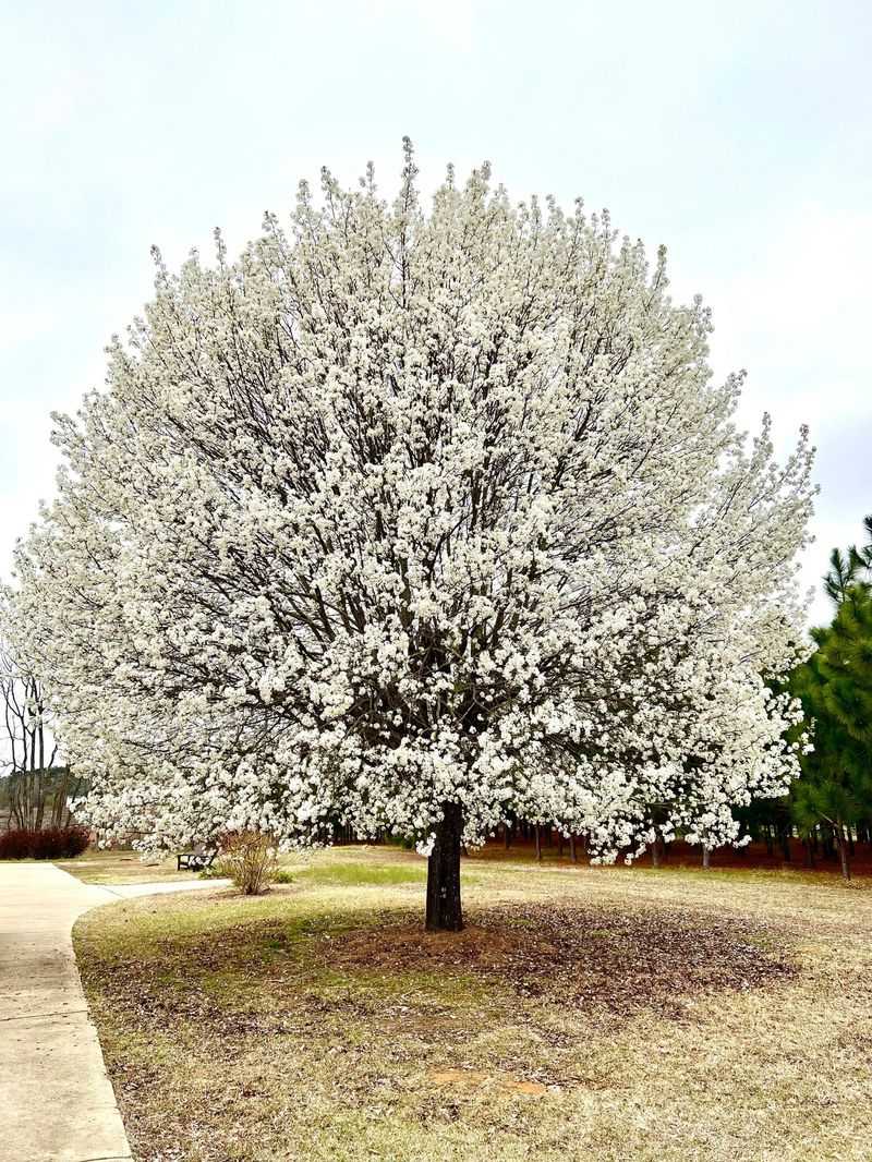 Callery Pear Needs A Different Exit