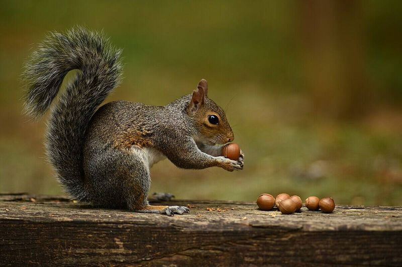 A Huge Crop Can Beat The Seed Eaters