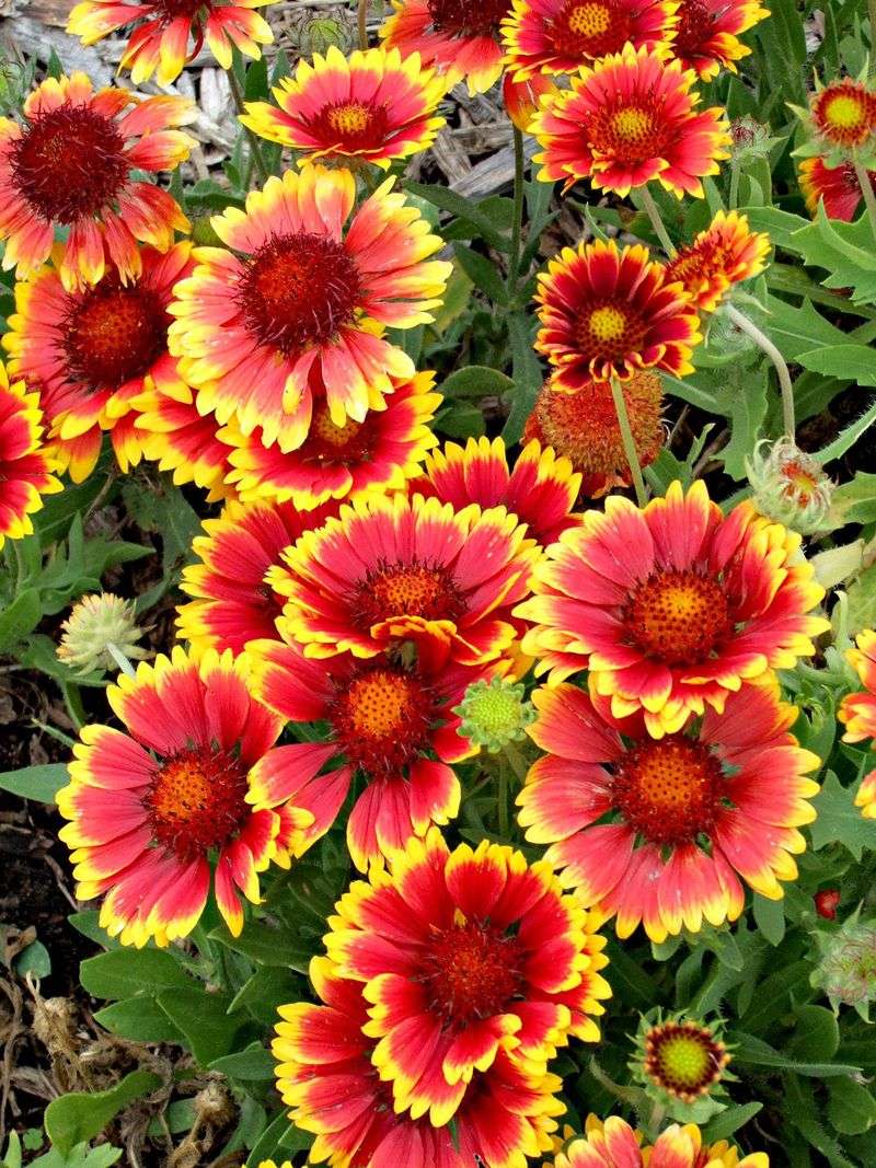 Blanket Flower Throws Pink Along The Salty Coast