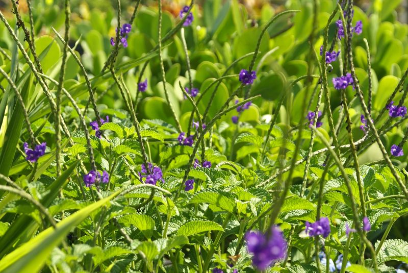 Blue Porterweed Provides Low-Growing Nectar
