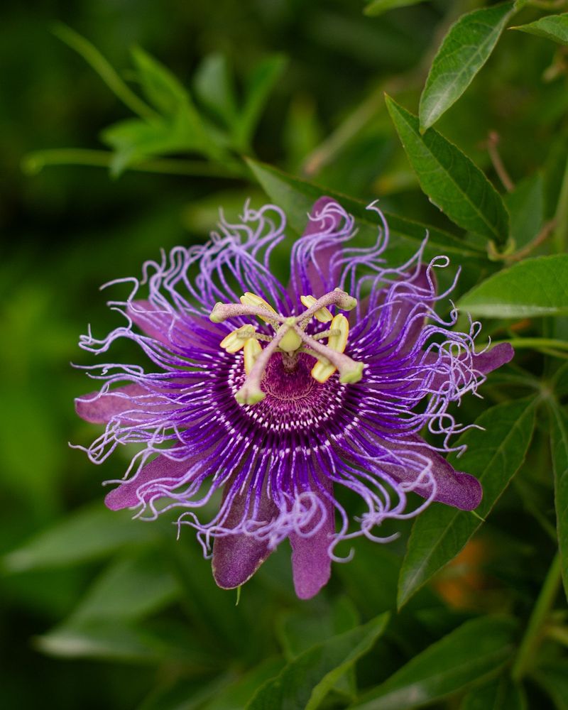 Passion Vine Delivers Exotic Blooms and Butterflies