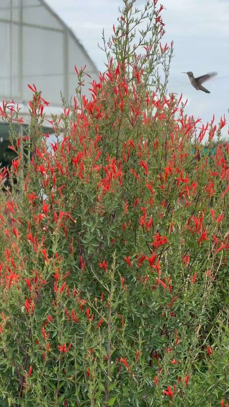 Flame Acanthus Ignites The Landscape With Late Color