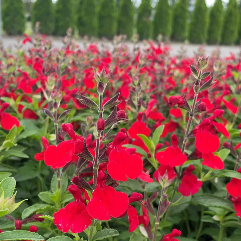 Autumn Sage Blooms Nine Months Straight