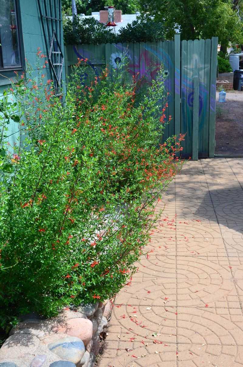 Flame Acanthus Laughs Off Triple-Digit Heat
