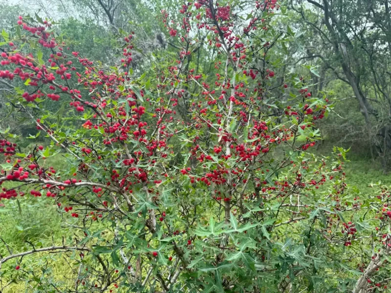 Agarita Guards The Driveway With Tart Red Berries