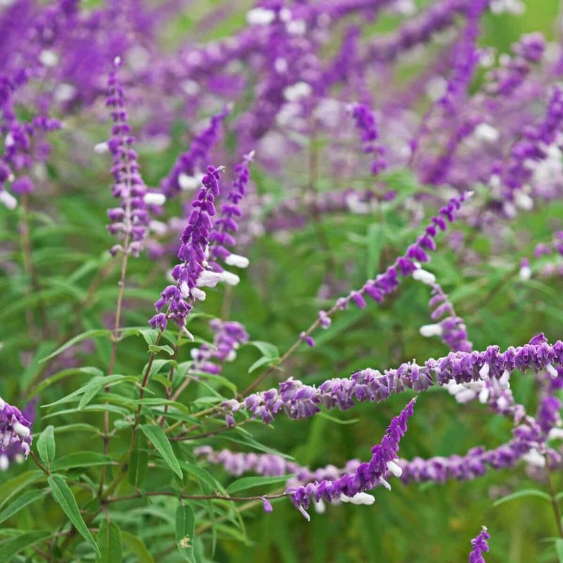 Mexican Bush Sage Delivers Purple Splendor Late In The Year