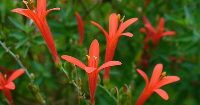 Flame Acanthus Fiery Blooms For The Hottest Days