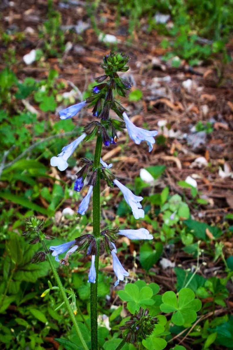 Lyreleaf Sage Offers Blue-Violet Groundcover